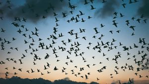 Greylag Goose, Goose, Flying, Sunset, Blue Background,