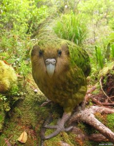 Kakapo, genellikle gece papağanı olarak anılır.Dünyanın tek uçamayan papağanı olan bu tür aynı zamanda dünyanın en şişman papağanıdır. Sadece Yeni Zelandada yaşayan bu tür yok olmak üzere. Son taramalarda bilinen sayılarının sadece 123 adet olduğu tespit edilmiştir.