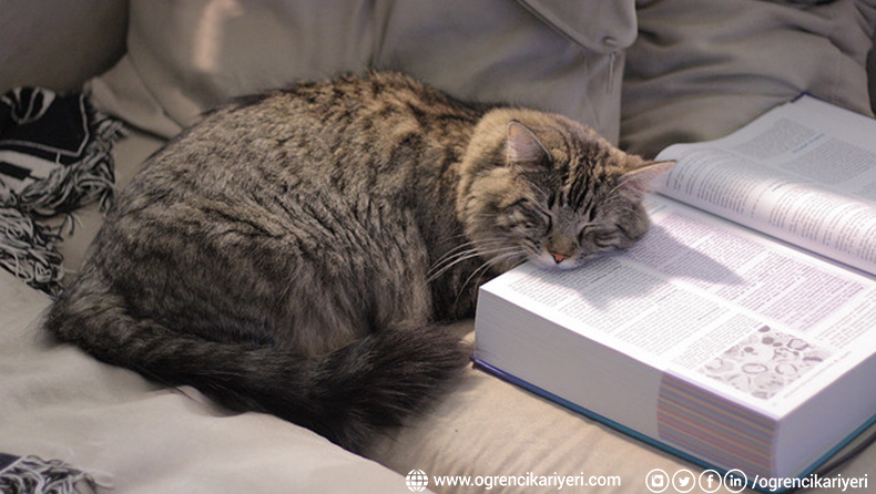Sadece Kedisi Olanların Anlayabileceği Bir Hayat Mücadelesi: Ders Çalışamamak