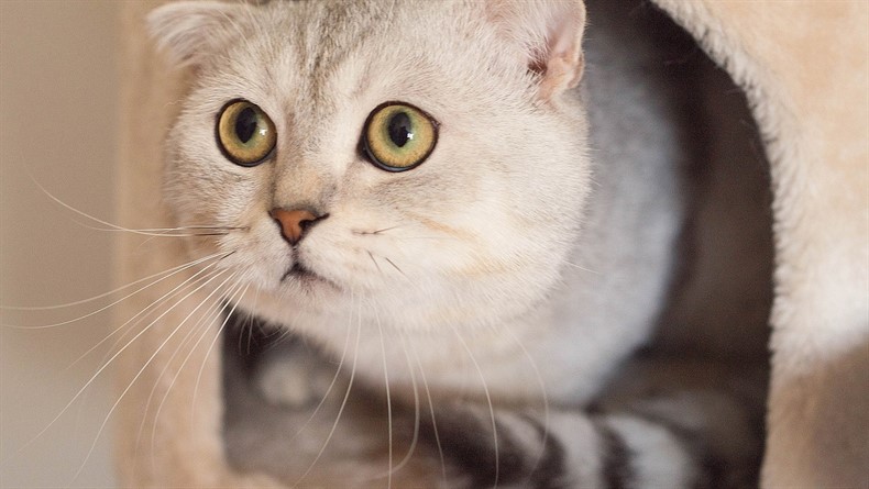 Sevimliliğin Altındaki Dram: Biblo Kedi ''Scottish Fold''