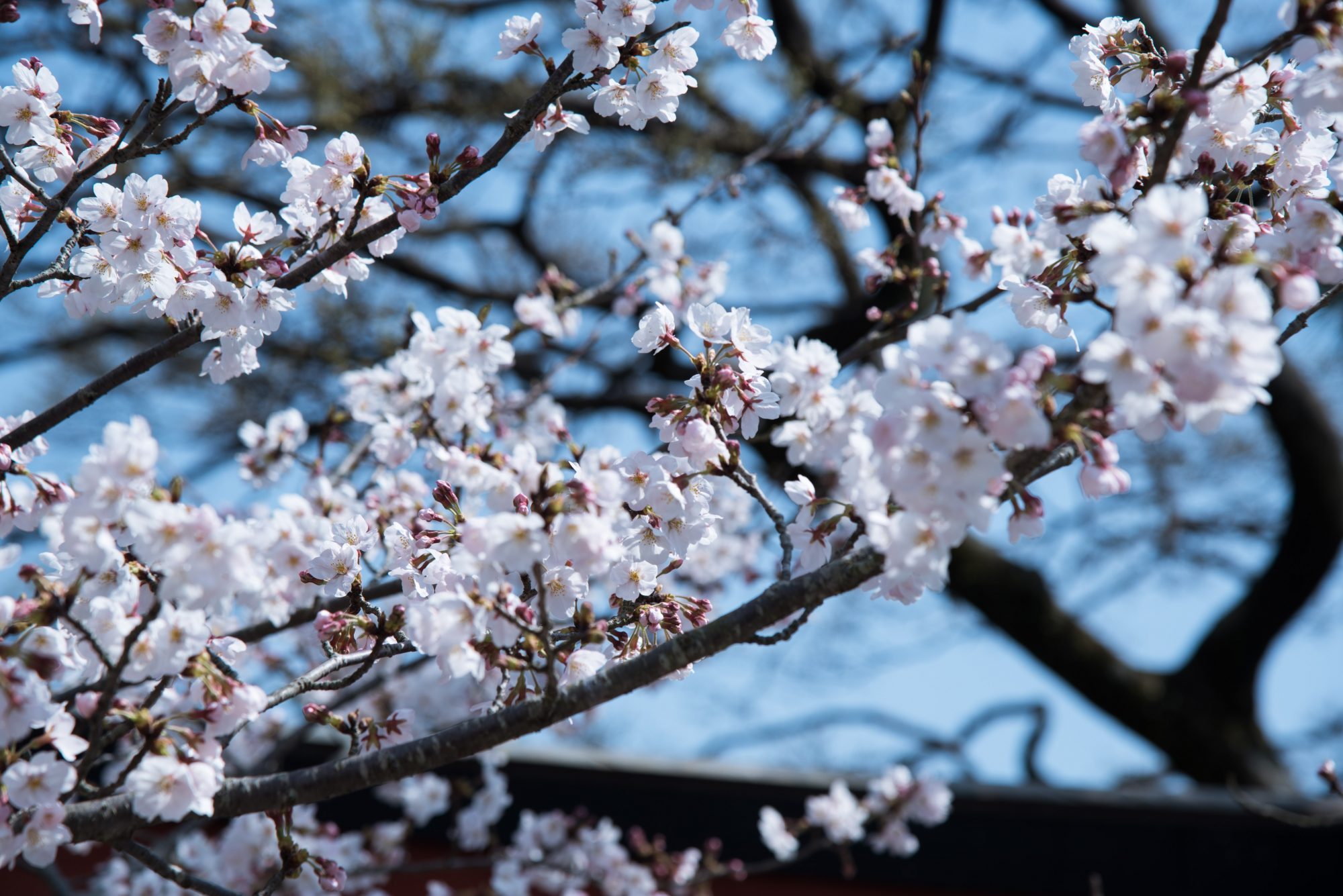 "IKIGAI: Japonların Uzun ve Mutlu Yaşam Sırrı"