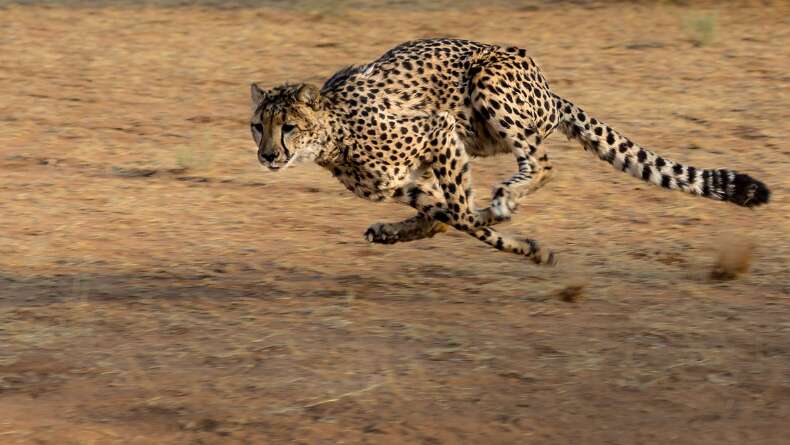 Gereğinden Fazlasını Vermek: Aptal Çita Sendromu