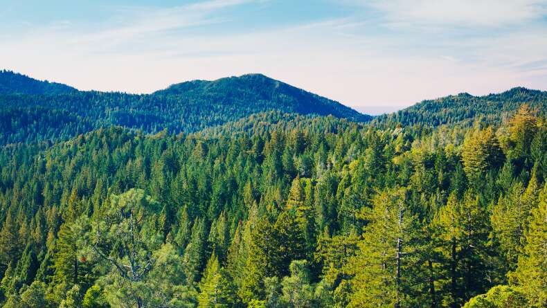Orman Bakanlığı Açıkladı: Kaç Adet Ağaç Dikilecek?