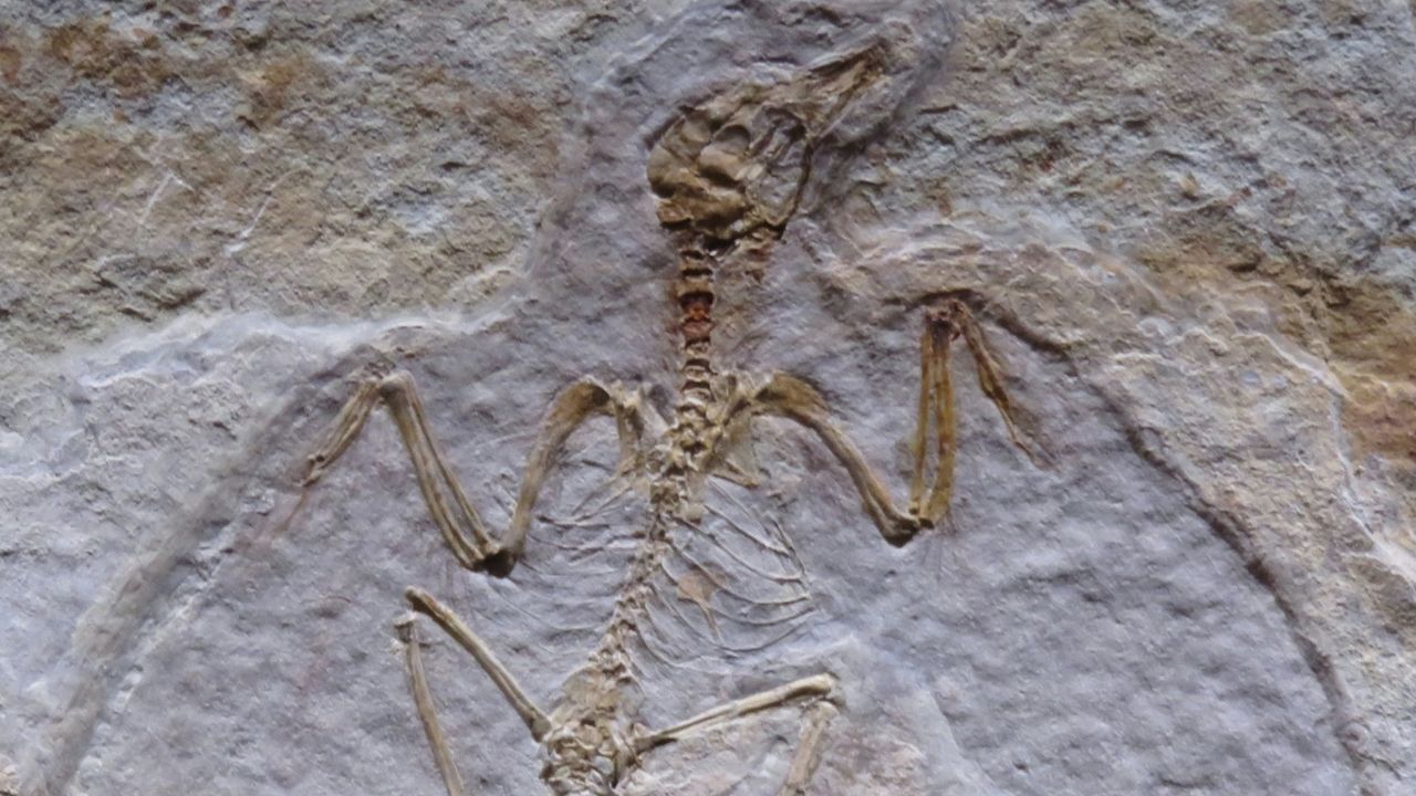 Dünya'da Yaşamın İlk İzlerinden Olduğu Tahmin Edilen 3.48 Milyar Yaşında Fosil Bulundu!