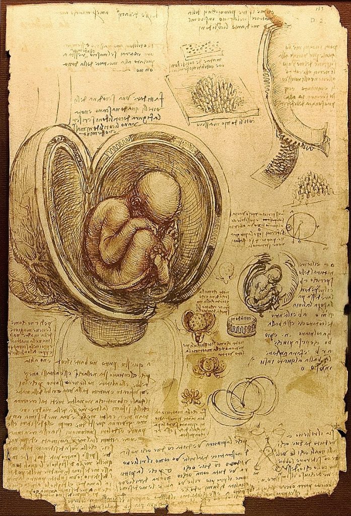 800px-Da_Vinci_Studies_of_Embryos_Luc_Viatour