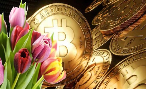 bitcoin-tulip_503x307