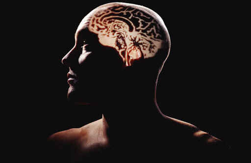 Limbik Beyin Ne İşe Yarar?