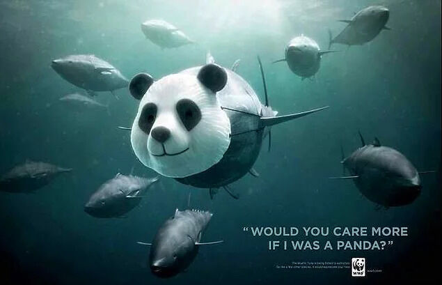 panda-reklam afisi
