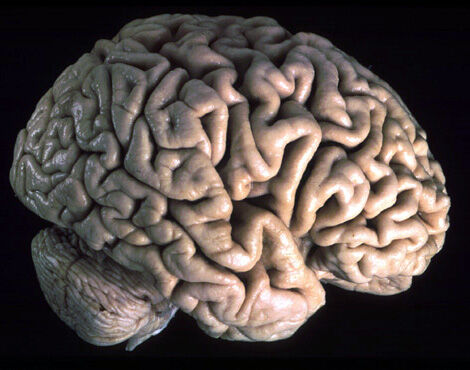 beyin duyu organları