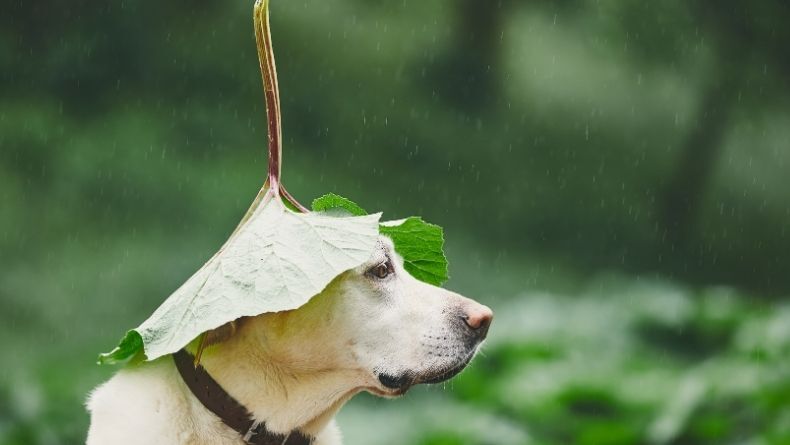 köpek yağmur